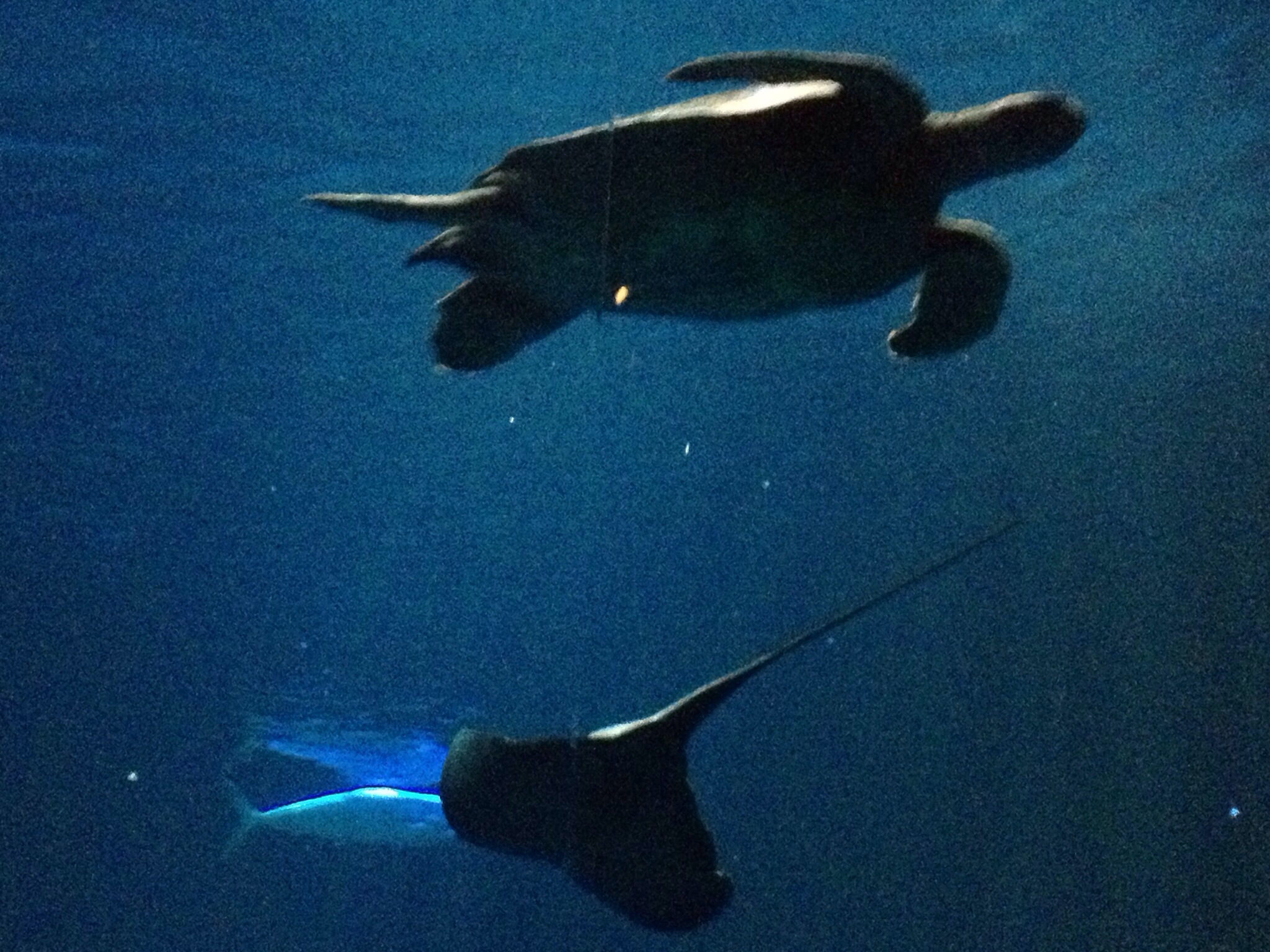 Monterey, Carmel by the Sea and Pebble Beach.